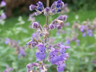 Nepeta cataria